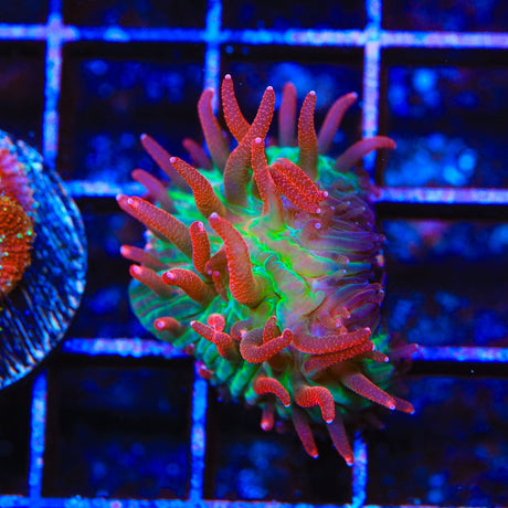 TSA Strawberry Ice Plate Coral