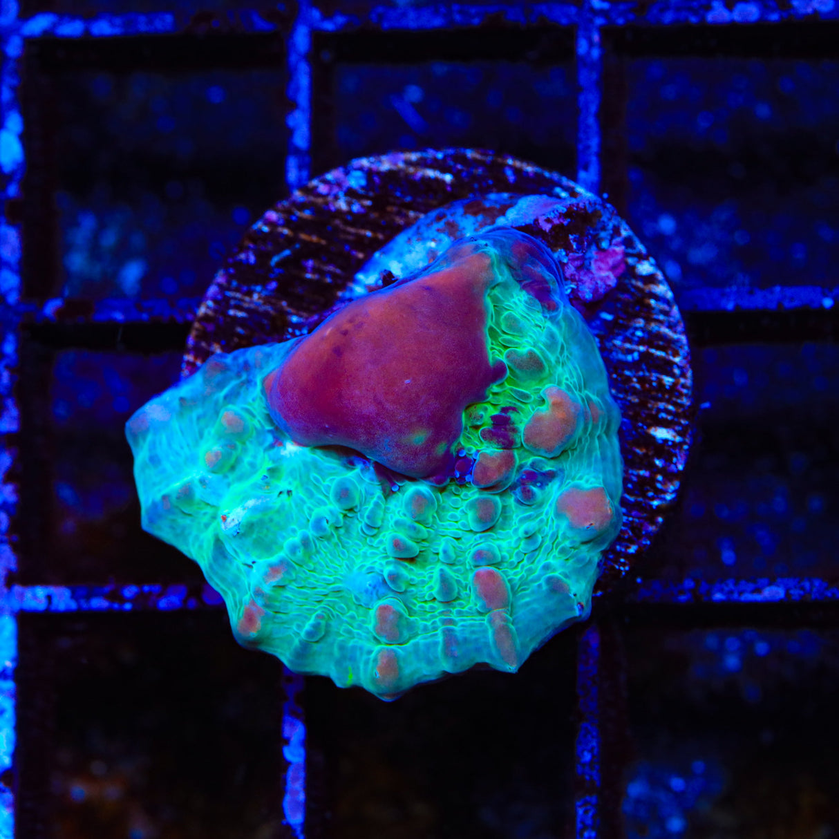 WWC Cosmic Candy Bounce Chalice Coral