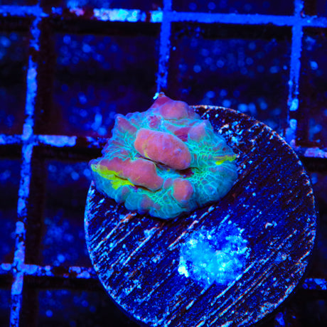 WWC Cosmic Candy Bounce Chalice Coral