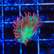 TSA Strawberry Ice Plate Coral