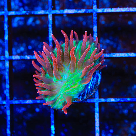 TSA Strawberry Ice Plate Coral