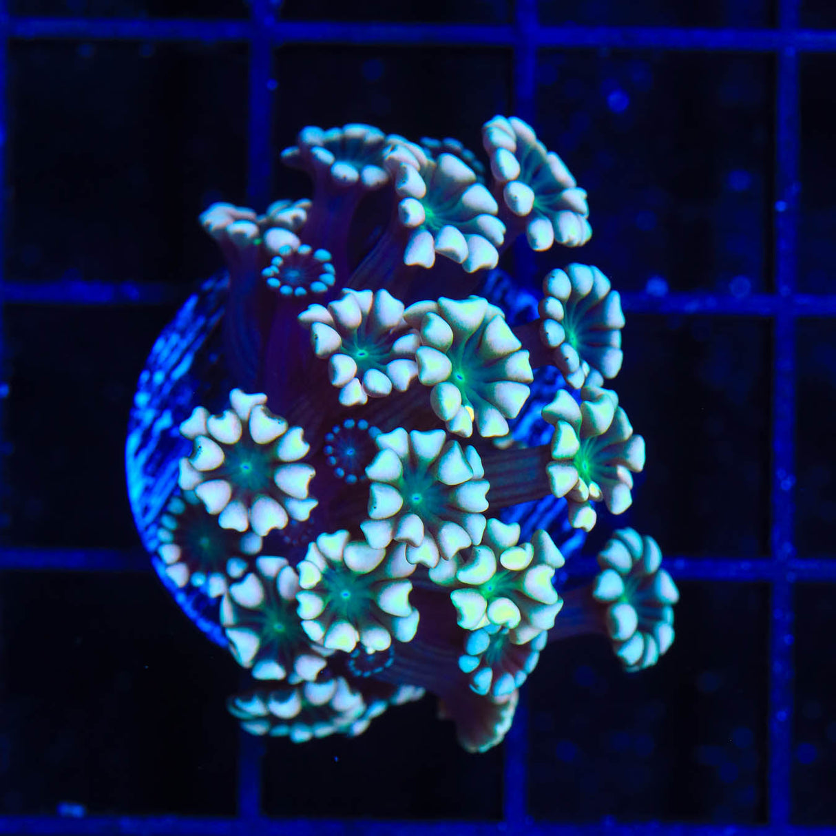 TSA White Tip Alveopora Coral