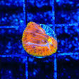 TSA Flaming Ring Plate Coral