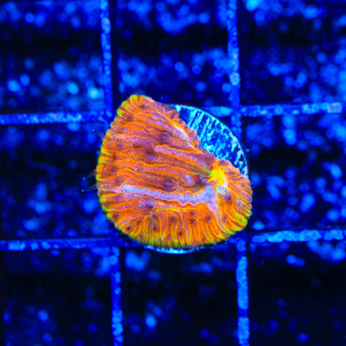 TSA Flaming Ring Plate Coral