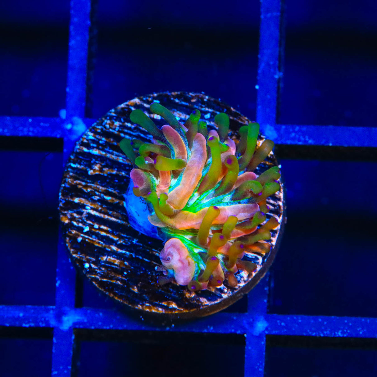 TSA Popsicle Plate Coral - Top Shelf Aquatics
