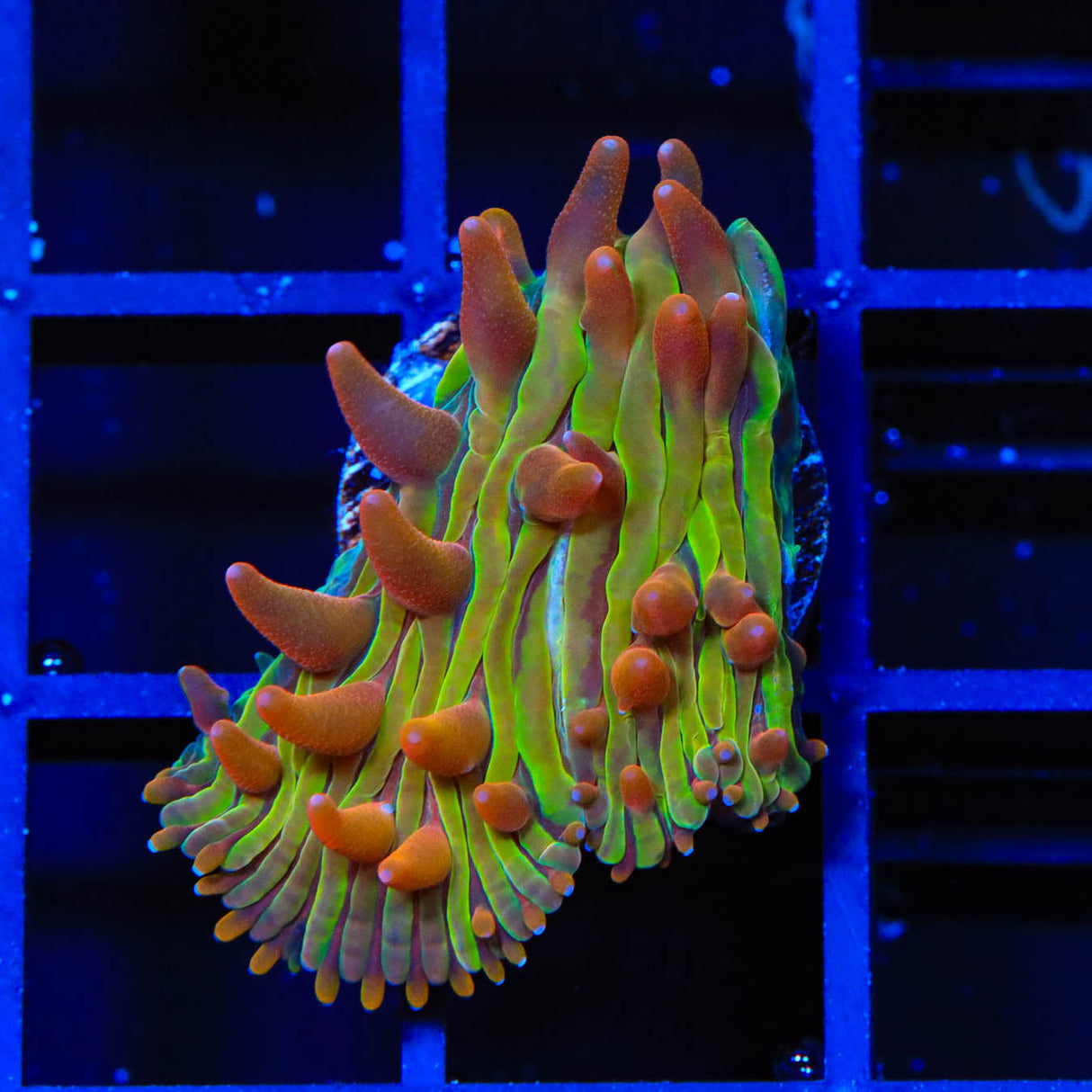 TSA Rainbow Blanka Diaseris Plate Coral - Top Shelf Aquatics