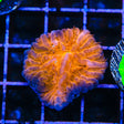 TSA Hot Pepper Plate Coral