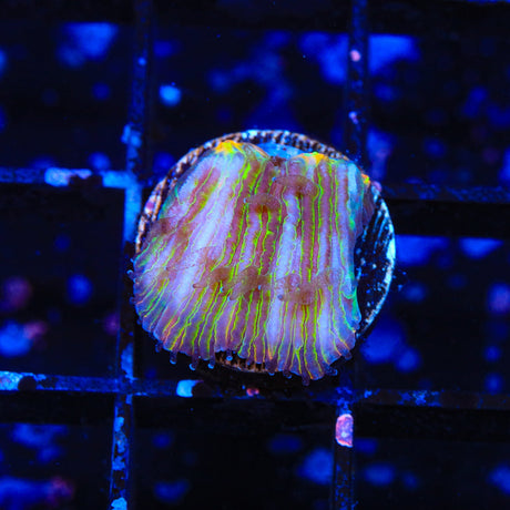 Rainbow Plate Coral
