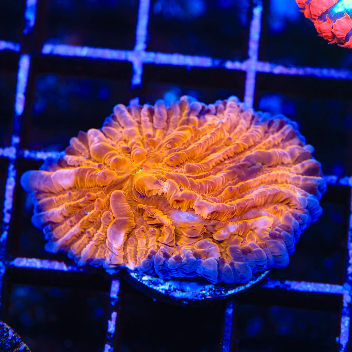 TSA Hot Pepper Plate Coral