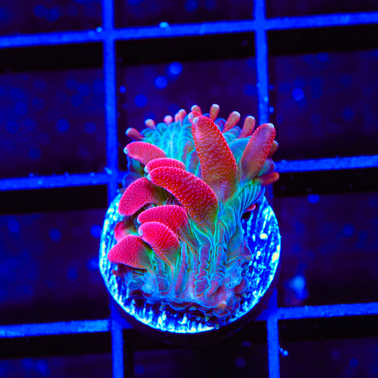 TSA Strawberry Ice Plate Coral