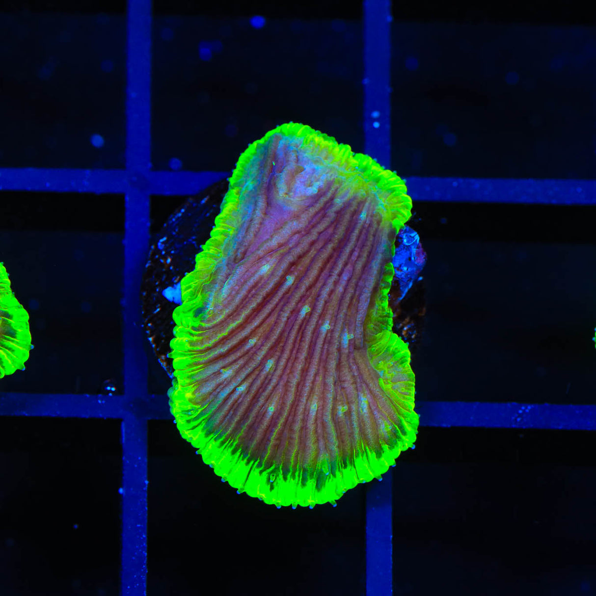 TSA Highlighter Grape Diaseris Plate Coral - Top Shelf Aquatics