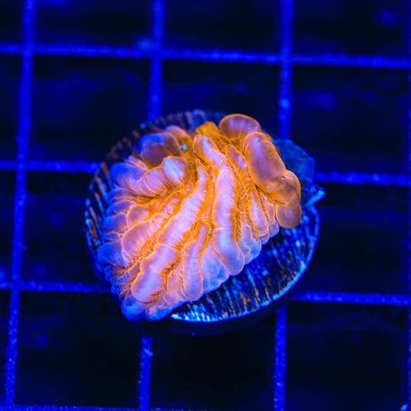 TSA Hot Pepper Aquacultured Plate Coral