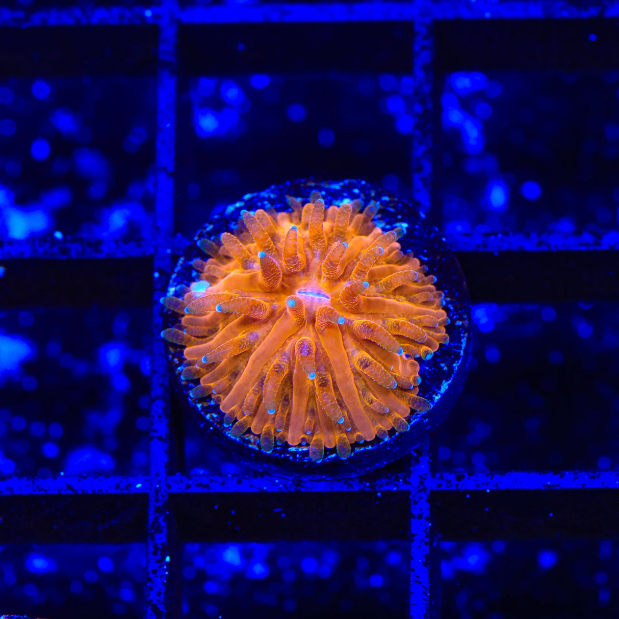 TSA Agent Orange Plate Coral - Top Shelf Aquatics