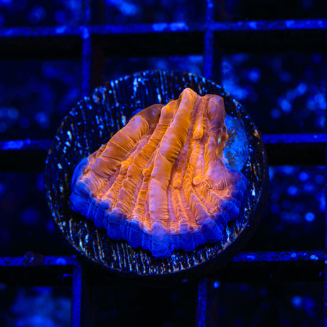 TSA Hot Pepper Plate Coral