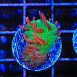 TSA Strawberry Ice Plate Coral