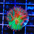 TSA Strawberry Ice Plate Coral