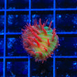 TSA Strawberry Ice Plate Coral