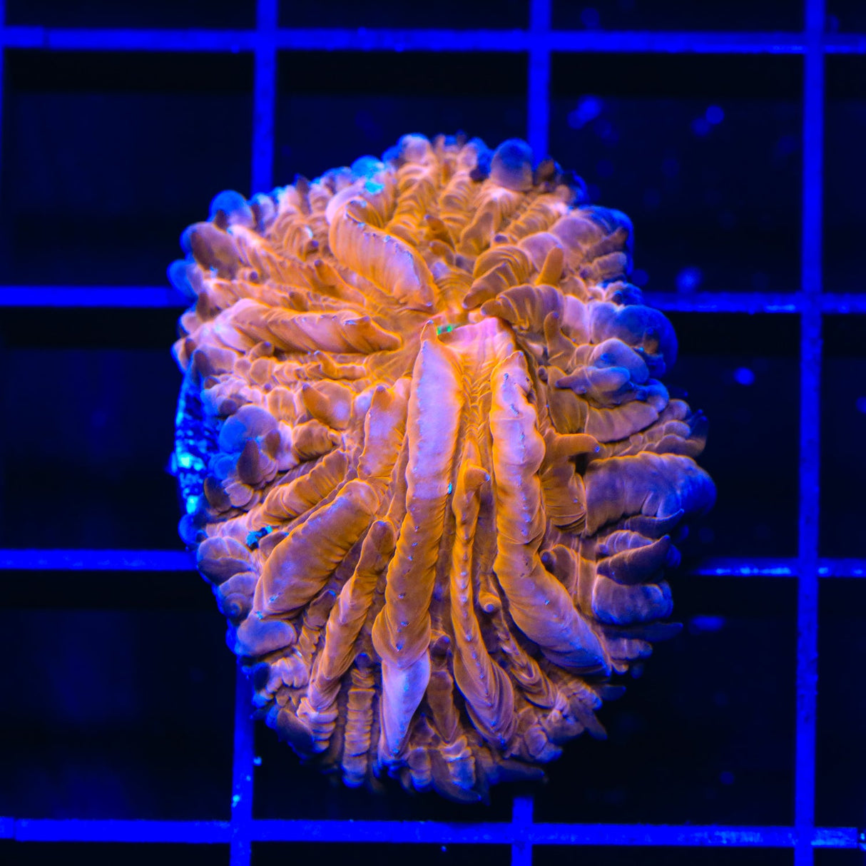 TSA Hot Pepper Aquacultured Plate Coral