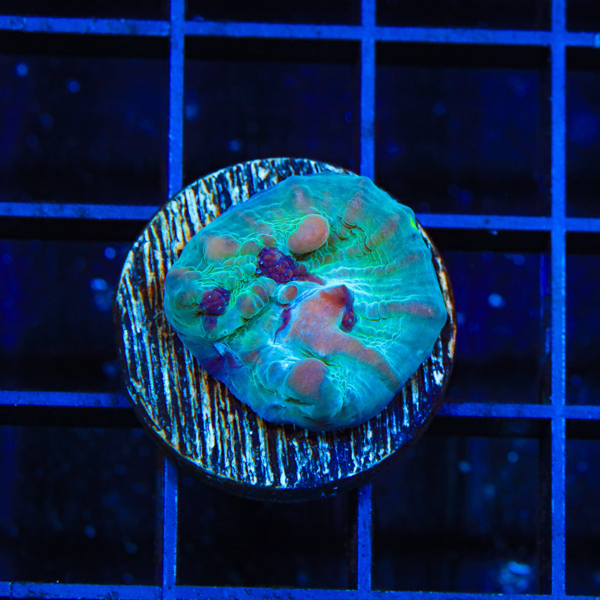 WWC Cosmic Candy Bounce Chalice Coral