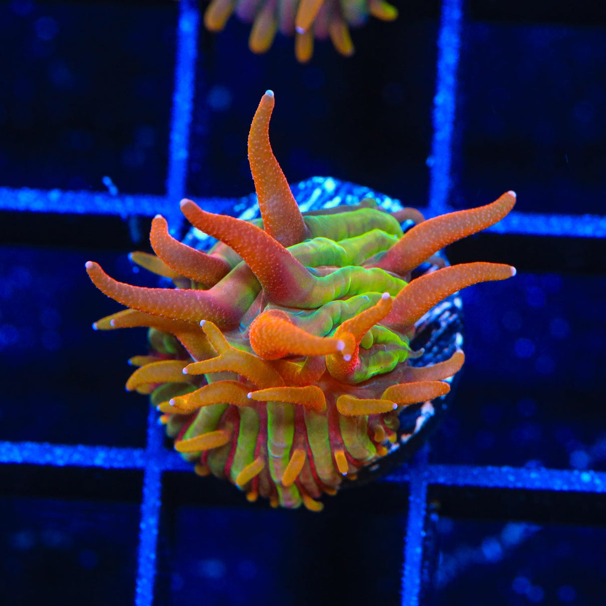 TSA Rainbow Blanka Plate Coral