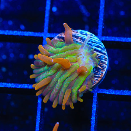 TSA Rainbow Blanka Plate Coral