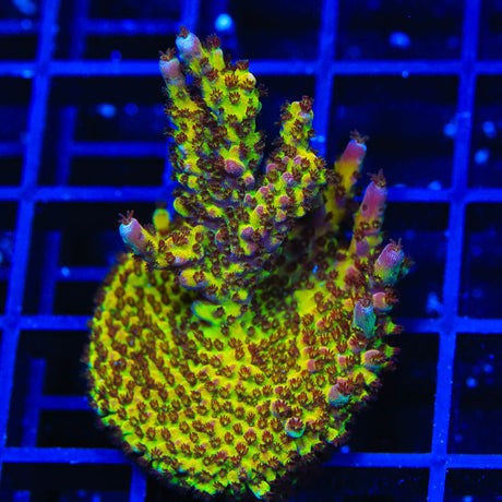 PC Rainbow Mini Colony Acropora Coral