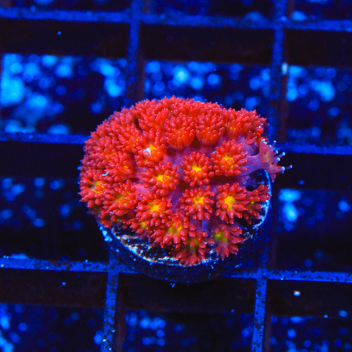 TSA Raspberry Limeade Goniopora Coral - Top Shelf Aquatics