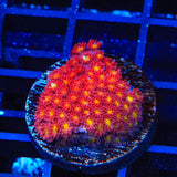 TSA Raspberry Limeade Goniopora Coral