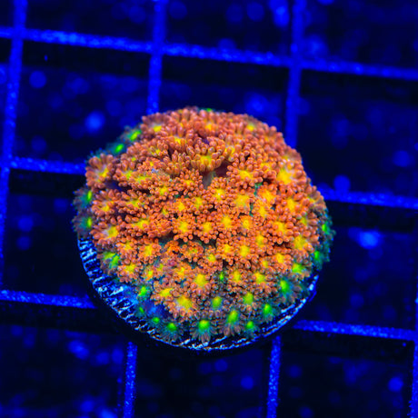 TSA Reese's Pieces Goniopora Coral