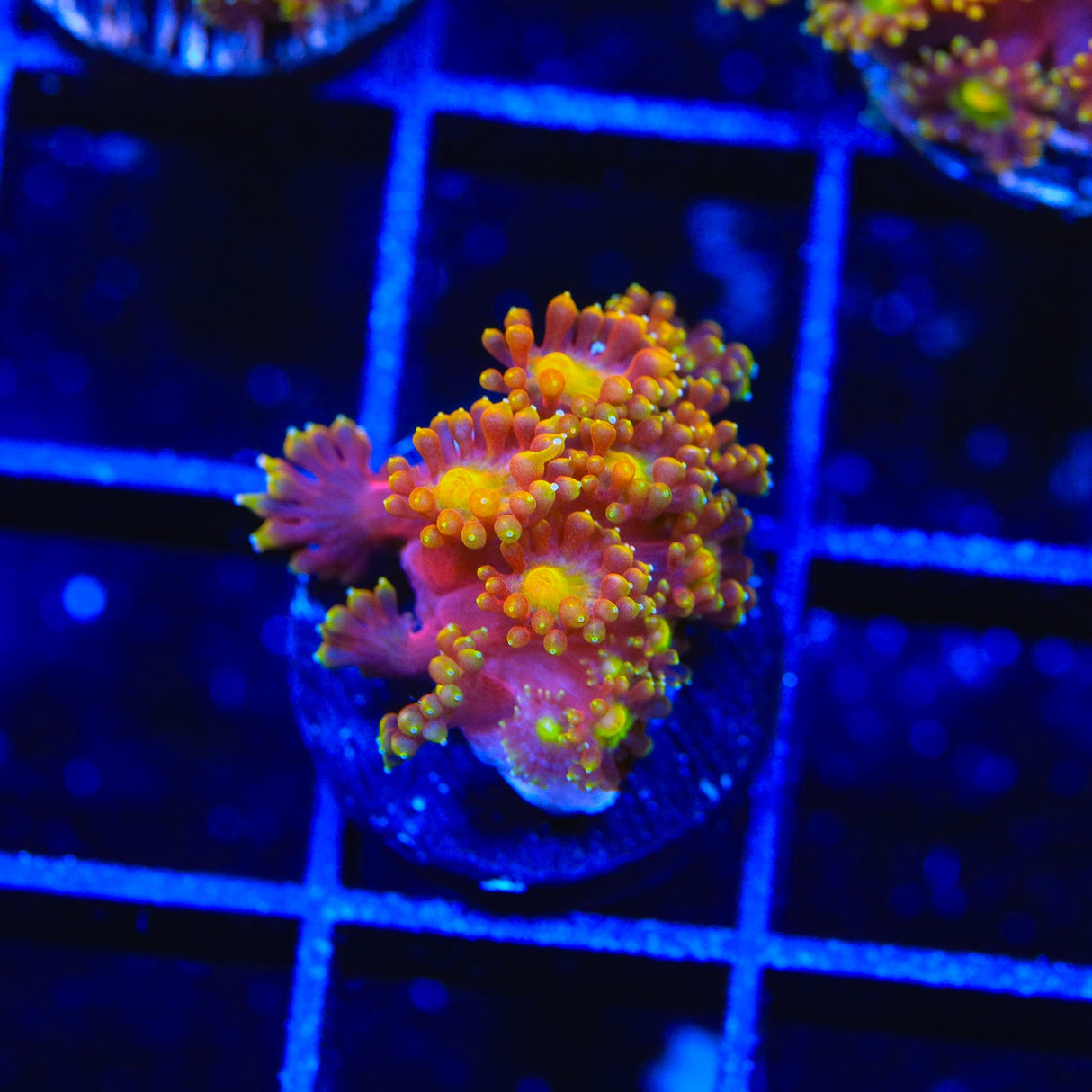 TSA Fantasia Goniopora Coral