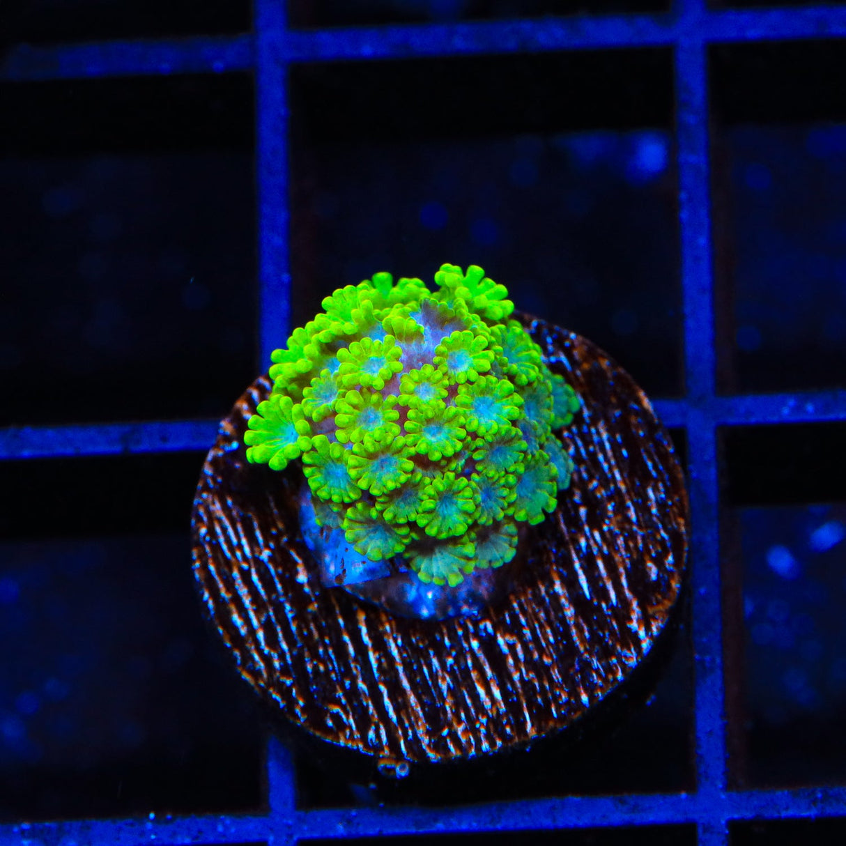 TSA Spearmint Candy Alveopora Coral