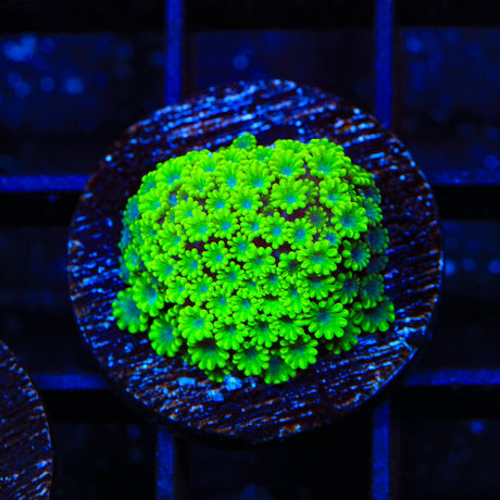 TSA Spearmint Candy Alveopora Coral