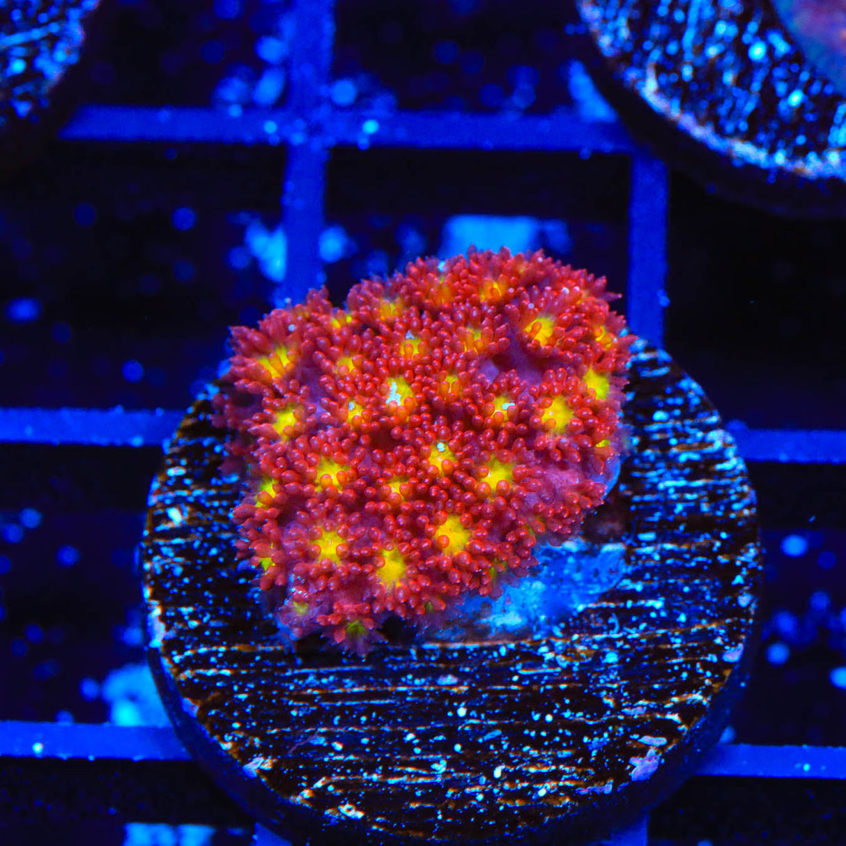 TSA Raspberry Limeade Goniopora Coral