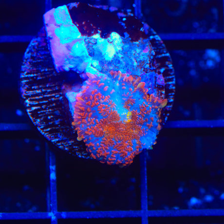 Superman Rhodactis Mushroom Coral