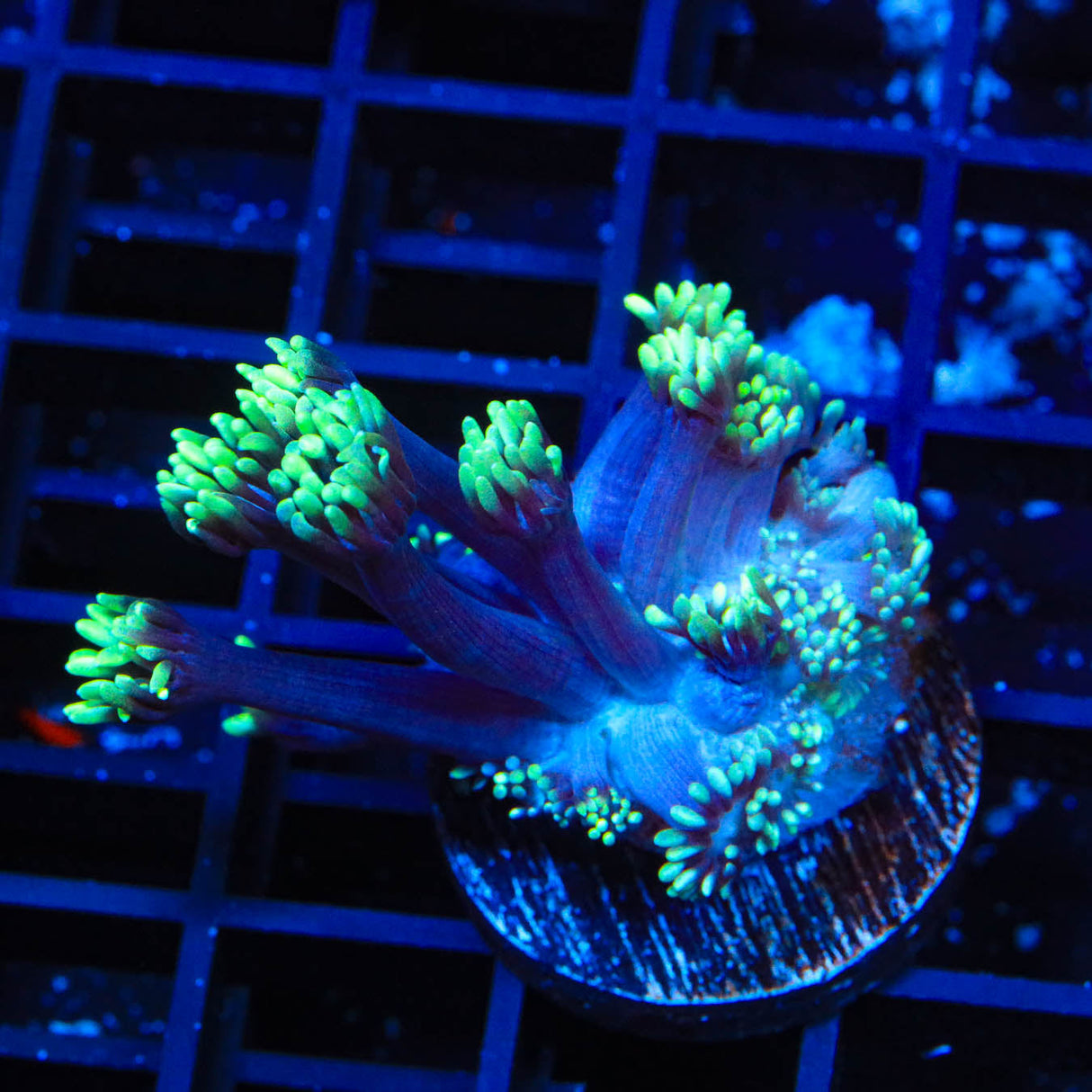 TSA Fastball Goniopora Coral