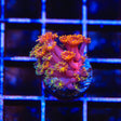 TSA Fantasia Goniopora Coral