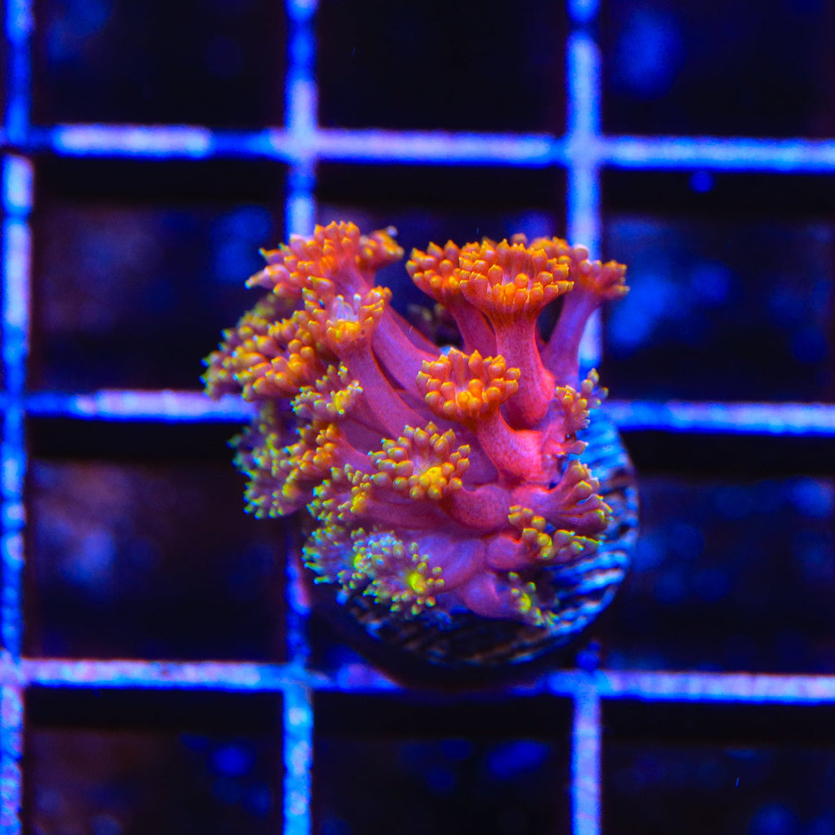 TSA Fantasia Goniopora Coral