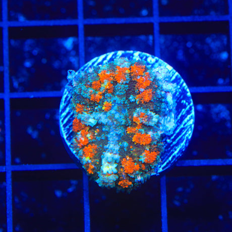 Lava Rhodactis Mushroom Coral