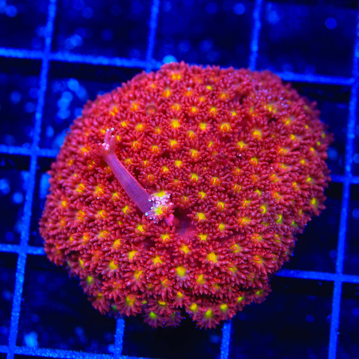 TSA Raspberry Limeade Goniopora Coral