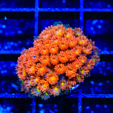 ORA Cherry Red Goniopora Coral