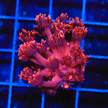 ORA Cherry Red Goniopora Coral