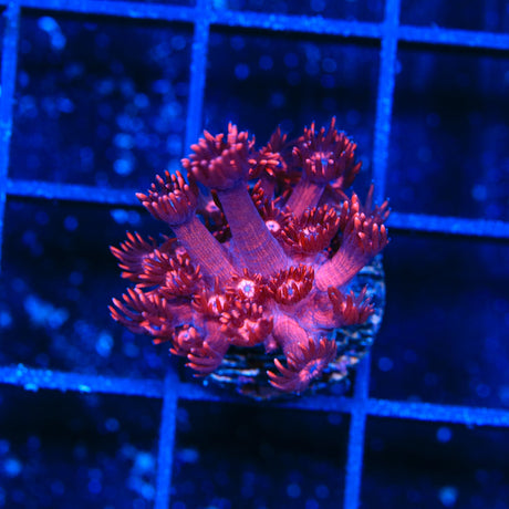 ORA Cherry Red Goniopora Coral