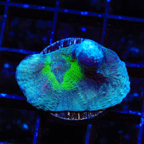 Mission Mars Pectinia Coral