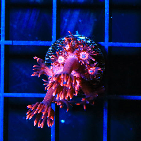 ORA Cherry Red Goniopora Coral