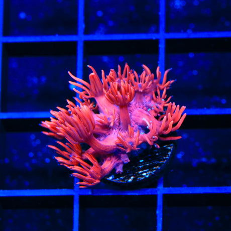 ORA Cherry Red Goniopora Coral