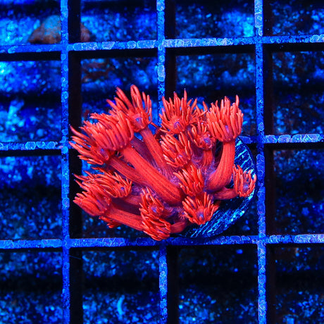 Red on Red Goniopora Coral