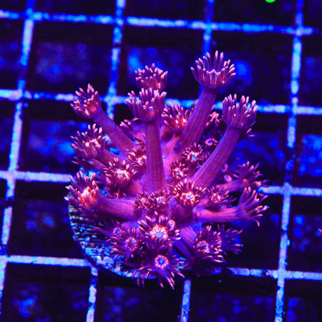 ORA Cherry Red Goniopora Coral