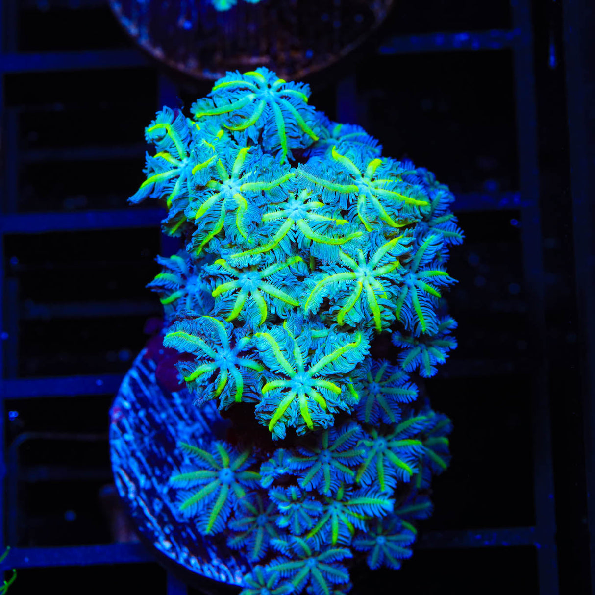 TSA Snowday Pipe Organ Coral - Top Shelf Aquatics