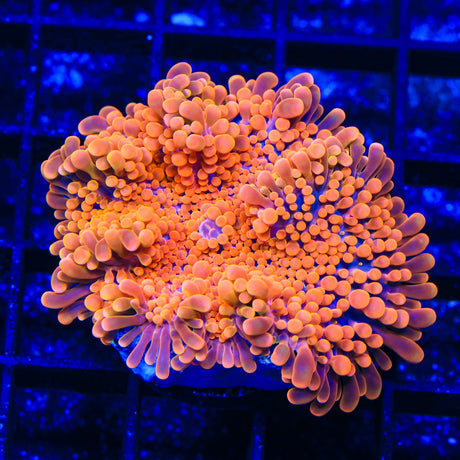 Atomic Orange Yuma Coral