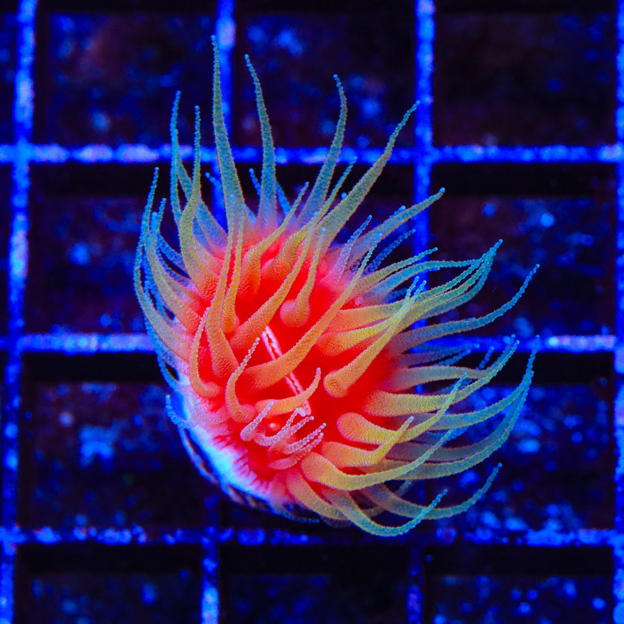 Fathead Dendro Coral